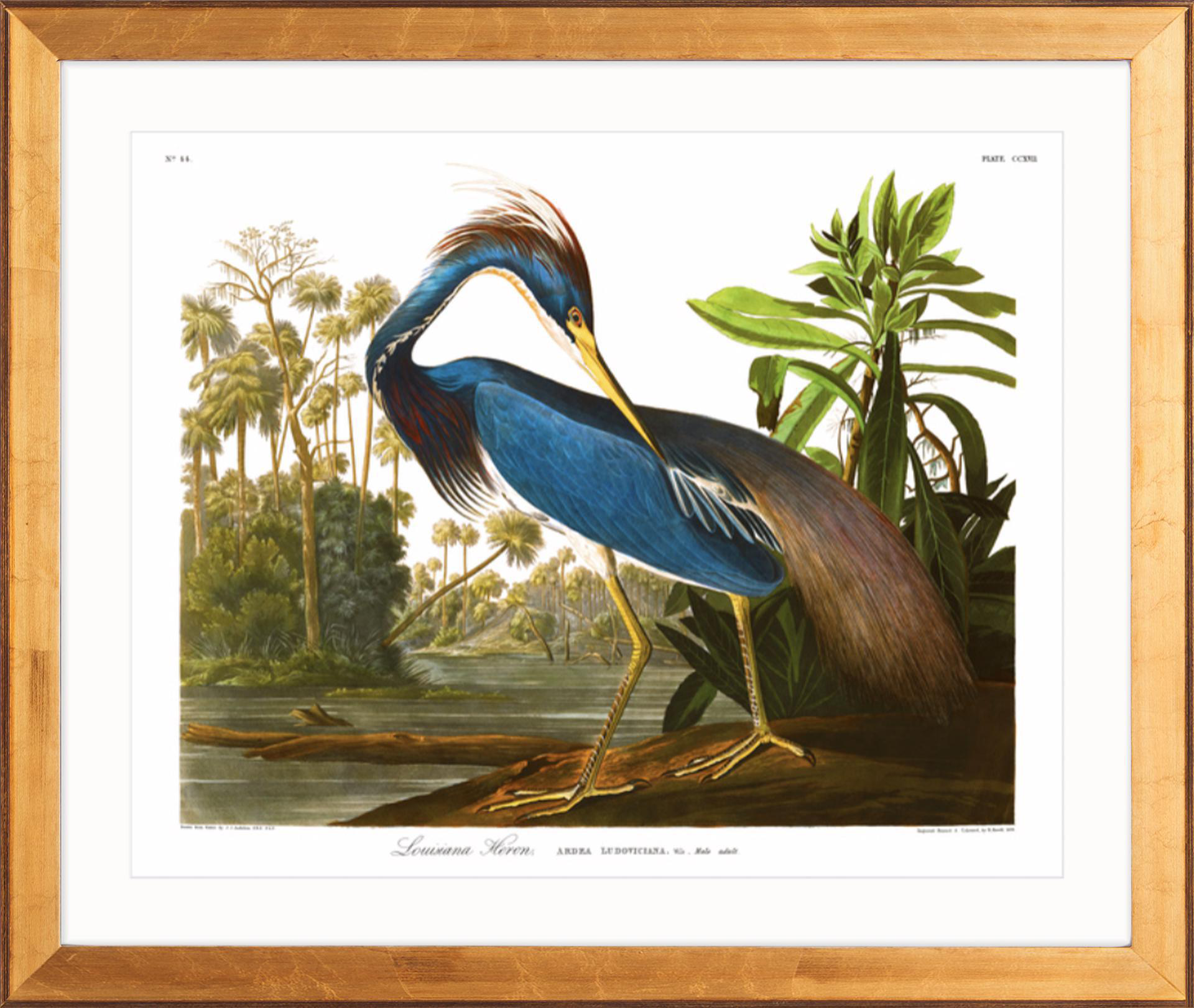 Audubon "Louisiana Blue Heron" Birds of America Gold Framed Print