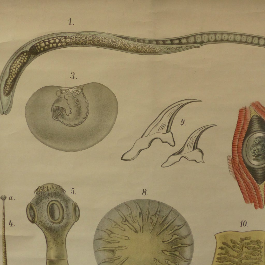Tapeworm Labeled