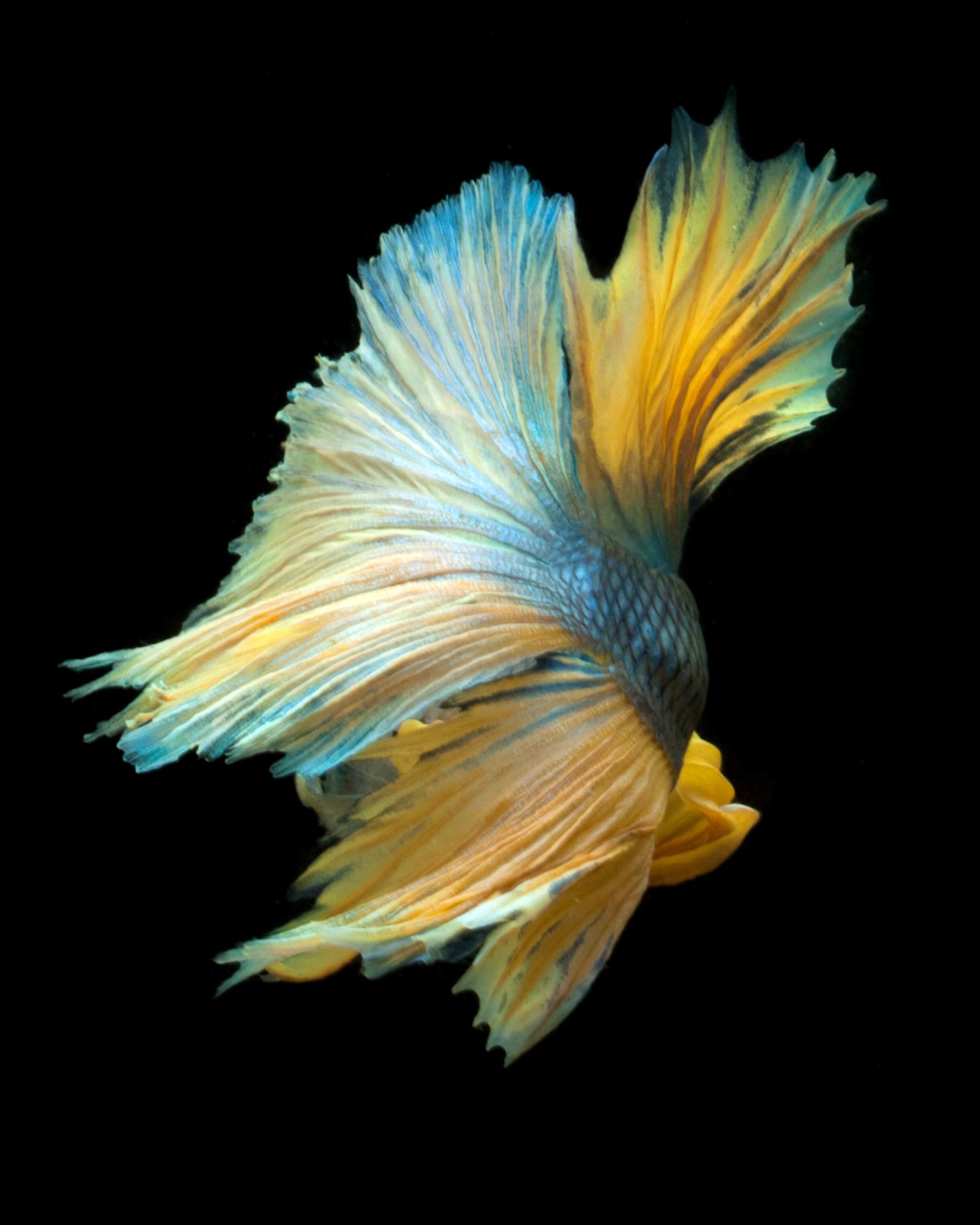 Beta 87 Fine Art Photograph | Chairish