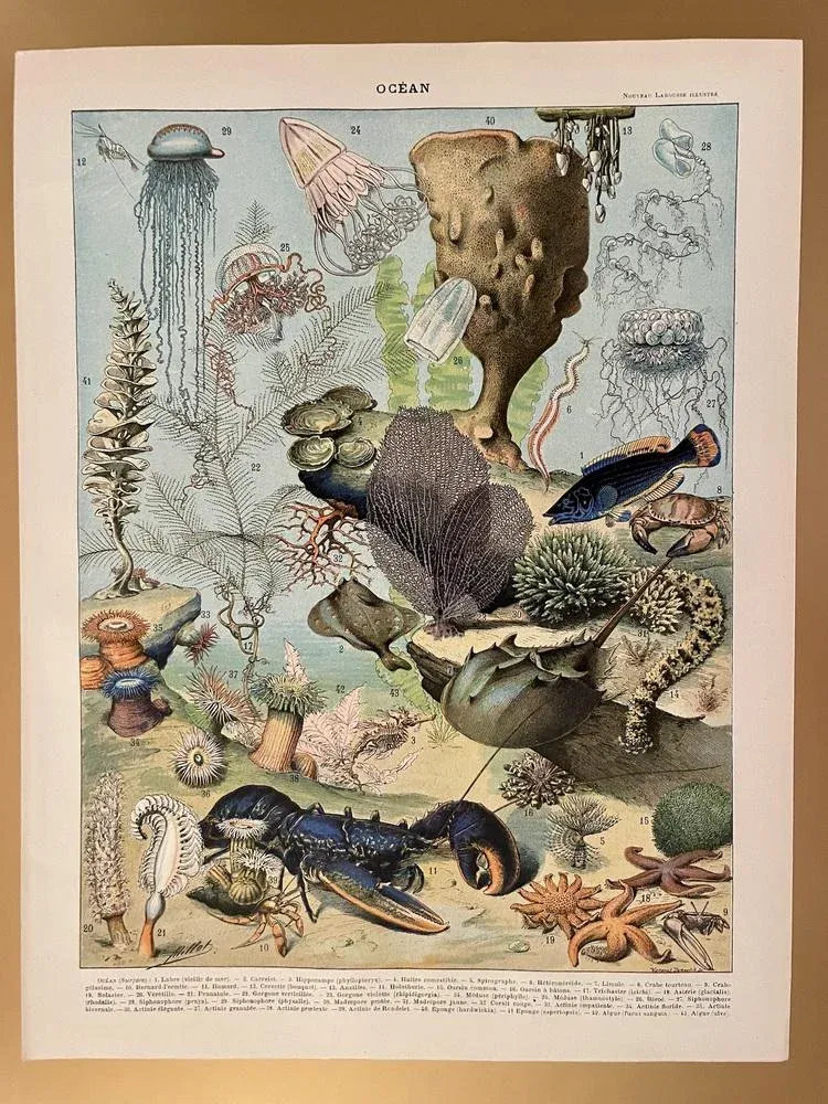 Adolphe Millot, Ocean Surface, 1900, Lithographic Engraving