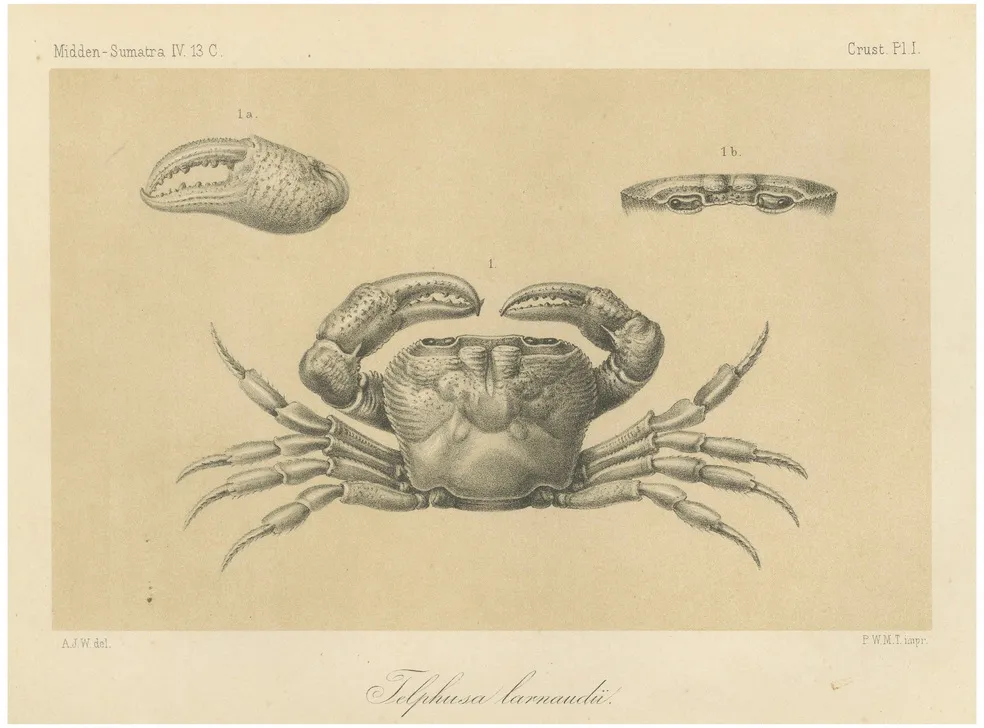 Lacrauds Freshwater Crab, Sumatra, 1887, PaperPink and Cream French Aubusson Pillow