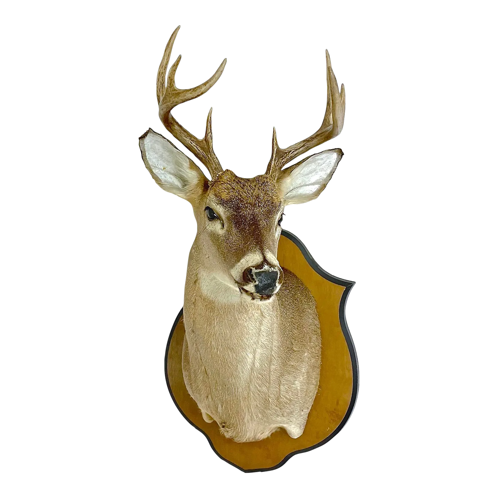 Whitetail Deer Shoulder Mount Chairish