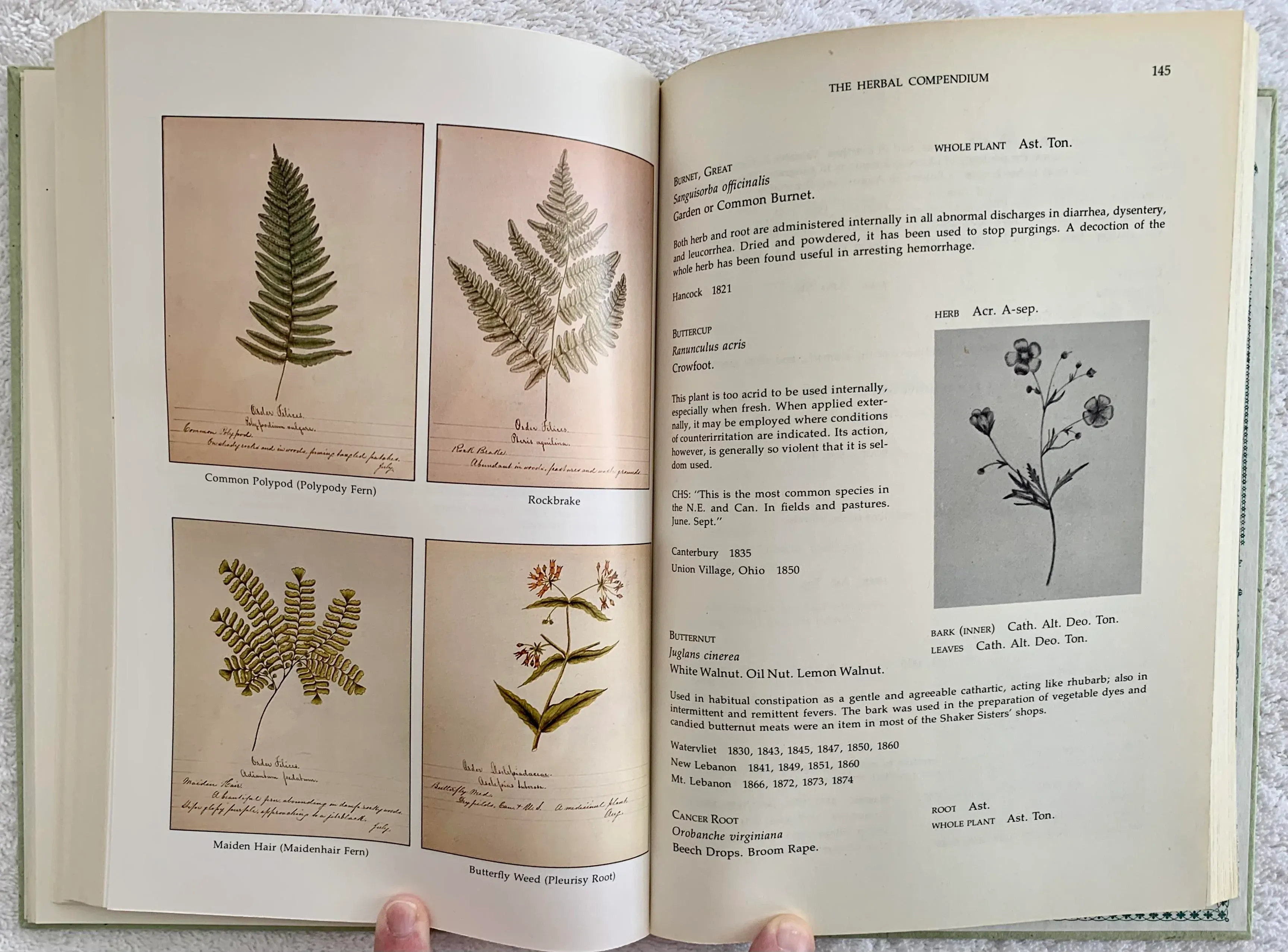 1976 Shaker Herbs: A History and a Compendium Book
