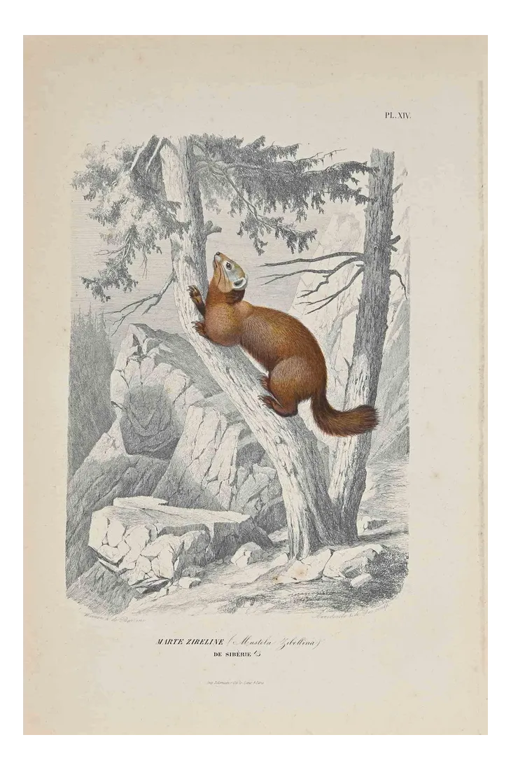 Paul Gervais, The Squirrel, Original Lithograph, 1854