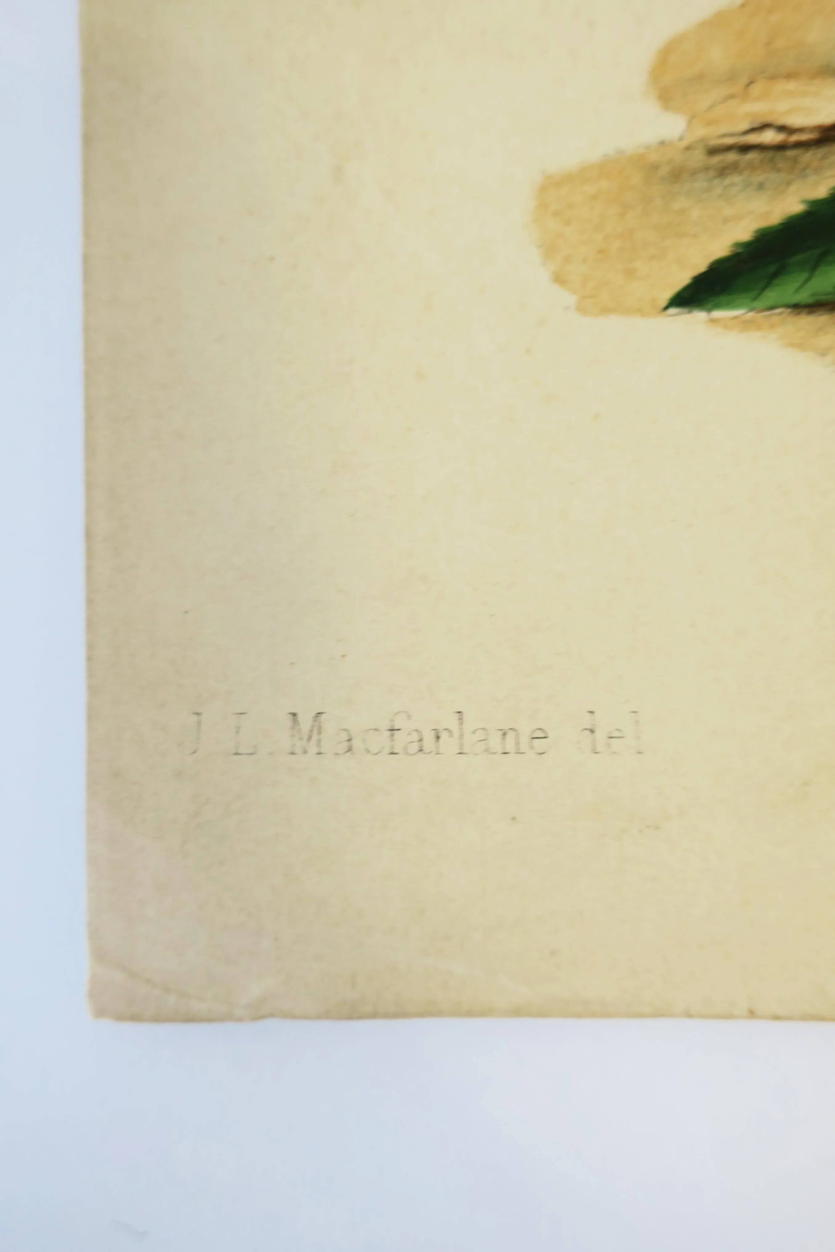 European Fruit Peach Botanical Wall Art Chromo, circa 19th Century