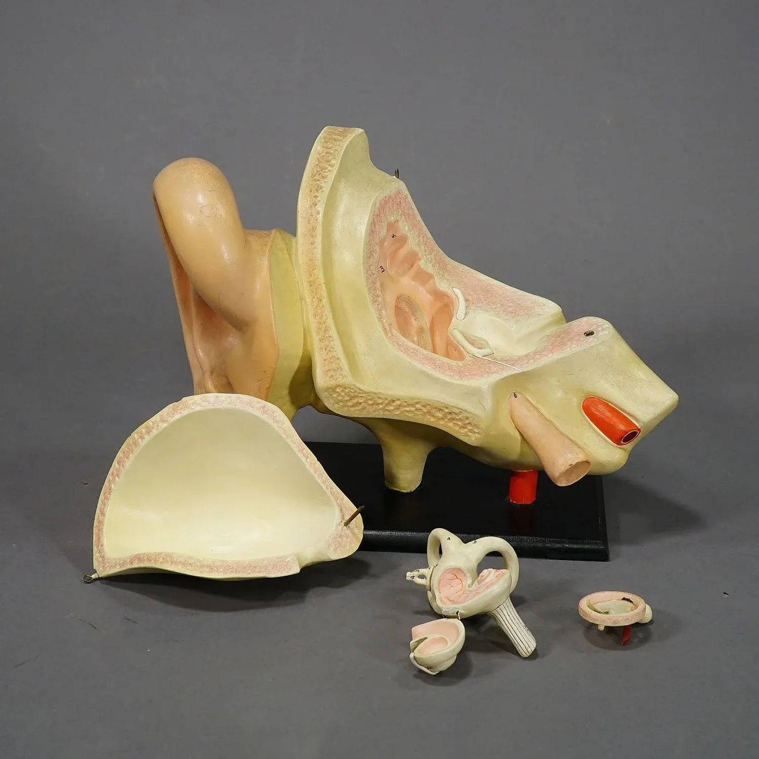 Antique Teaching Aid Modell of an Ear - Somso Ca. 1900
