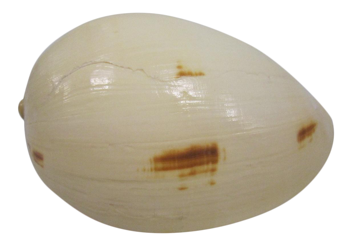 Melo Amphora Shell Specimen Chairish