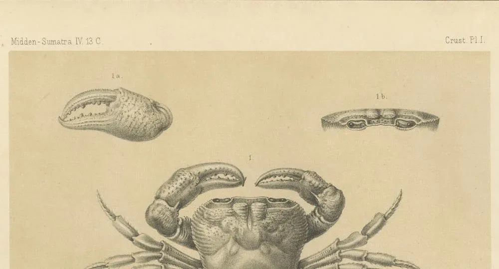 Lacrauds Freshwater Crab, Sumatra, 1887, PaperPink and Cream French Aubusson Pillow