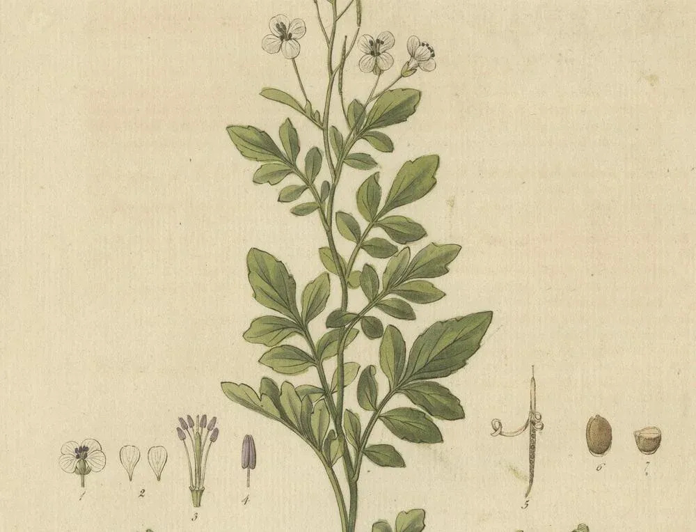 Guimpel, Botanical Study of Cardamine Amara or Bittercress, 1822, Engraving