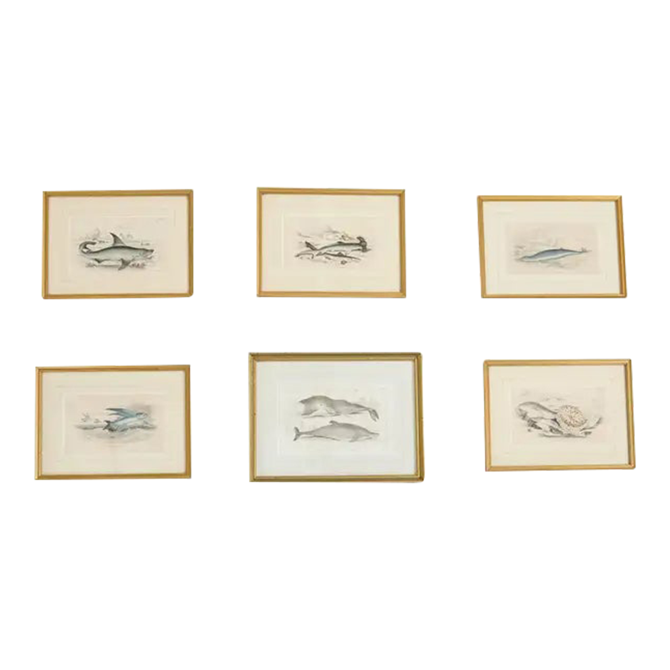 Set of Six 19th Century Hand-Colored Marine Biology Prints | Chairish
