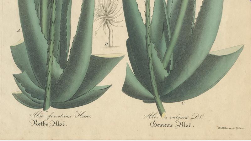 Aloe Socotrina & Aloe Vulgaris, 1800s, Paper | Chairish