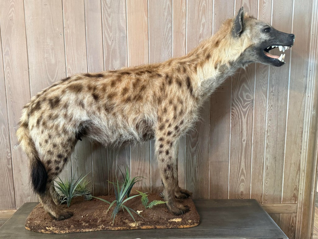 Hyena Taxidermy African Spotted Hyena Full Body Mount
