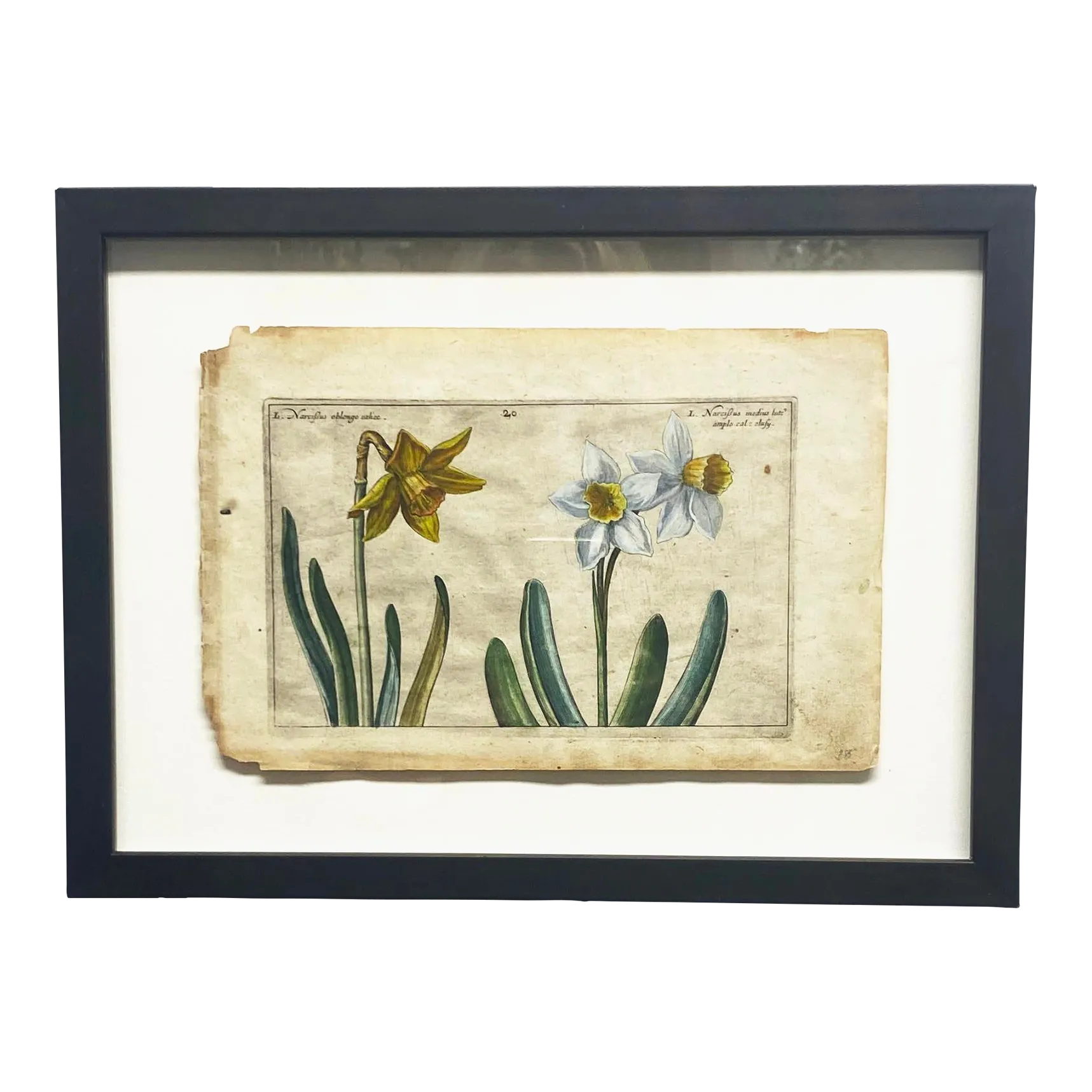 Narcissus - ＊ Narcissus ＊ NarcissusPrideofLions_grande.