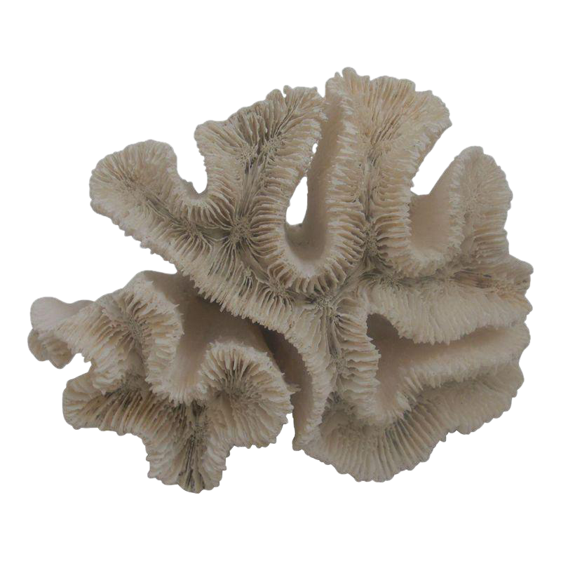 White Coral Specimen Chairish