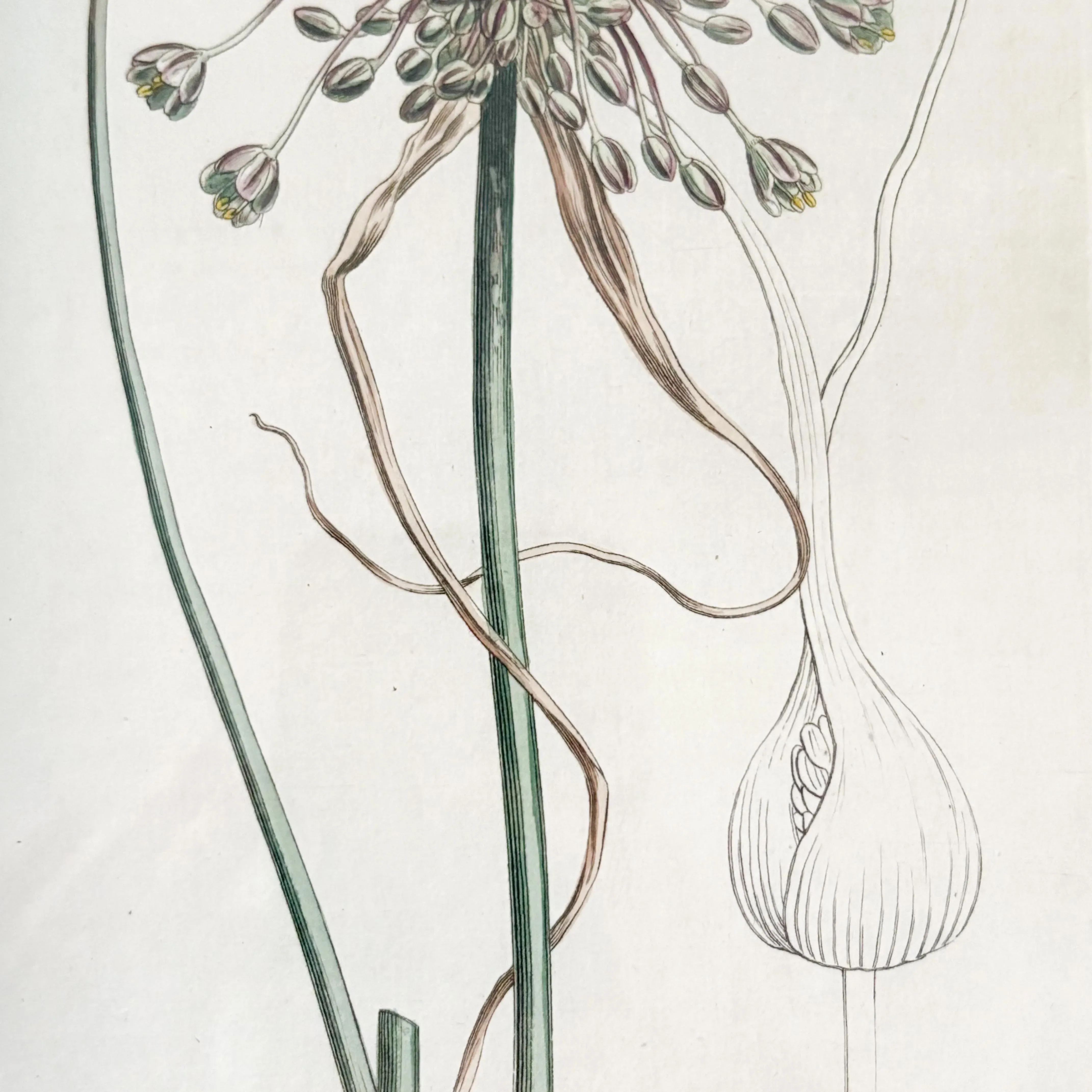 Framed Curtis Botanical Framed Garlic Flower, 1830\'s Etched Illustration Framed