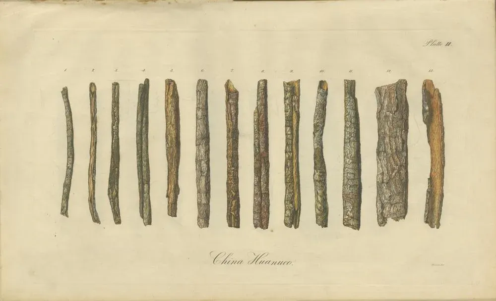 Cinchona Bark Varieties A Hand-Colored Illustrated Botanical Atlas, 1826