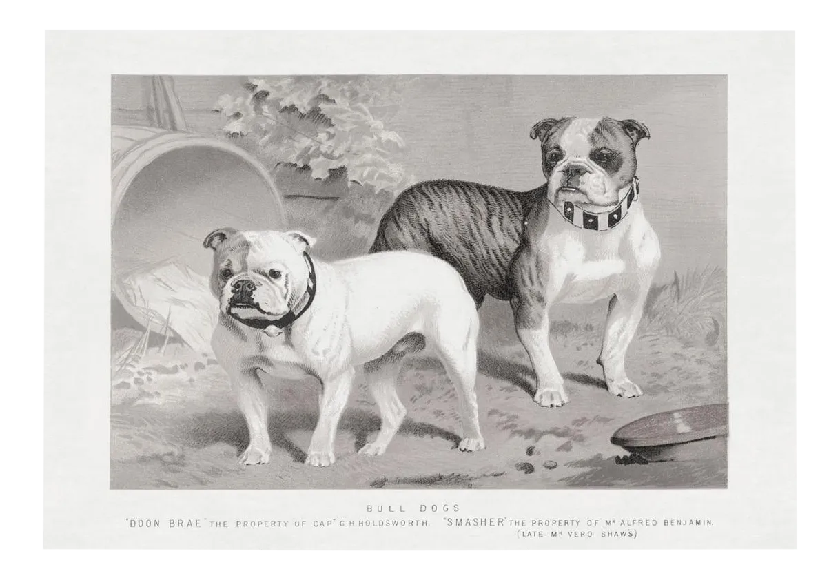 Cassell Dogs; Bull Dogs, Unframed Artwork Chairish