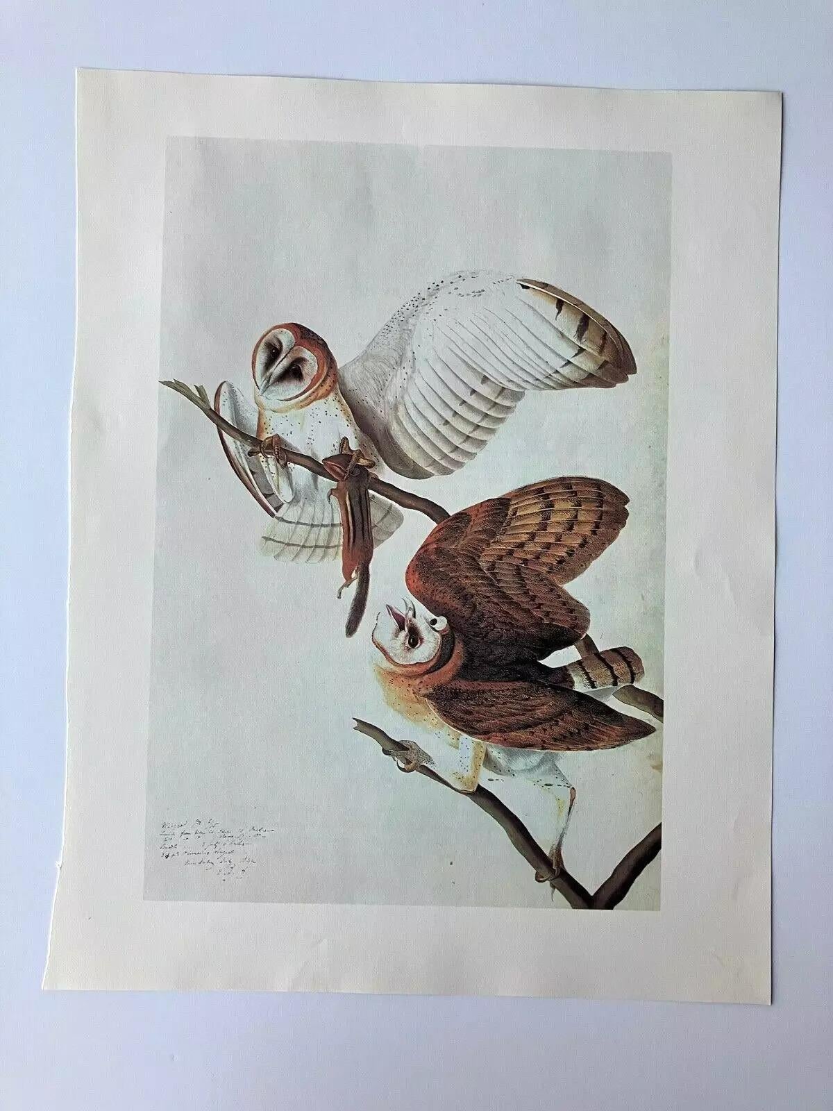 Vintage John James Audubon Matted Print, 1966: Barn Owl, image size:1200x1600