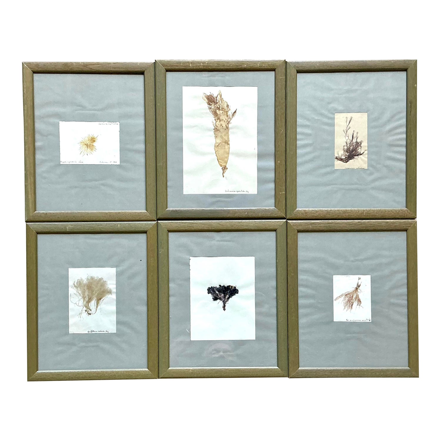 Vintage Pressed Specimen Plant Clippings - Set of 6