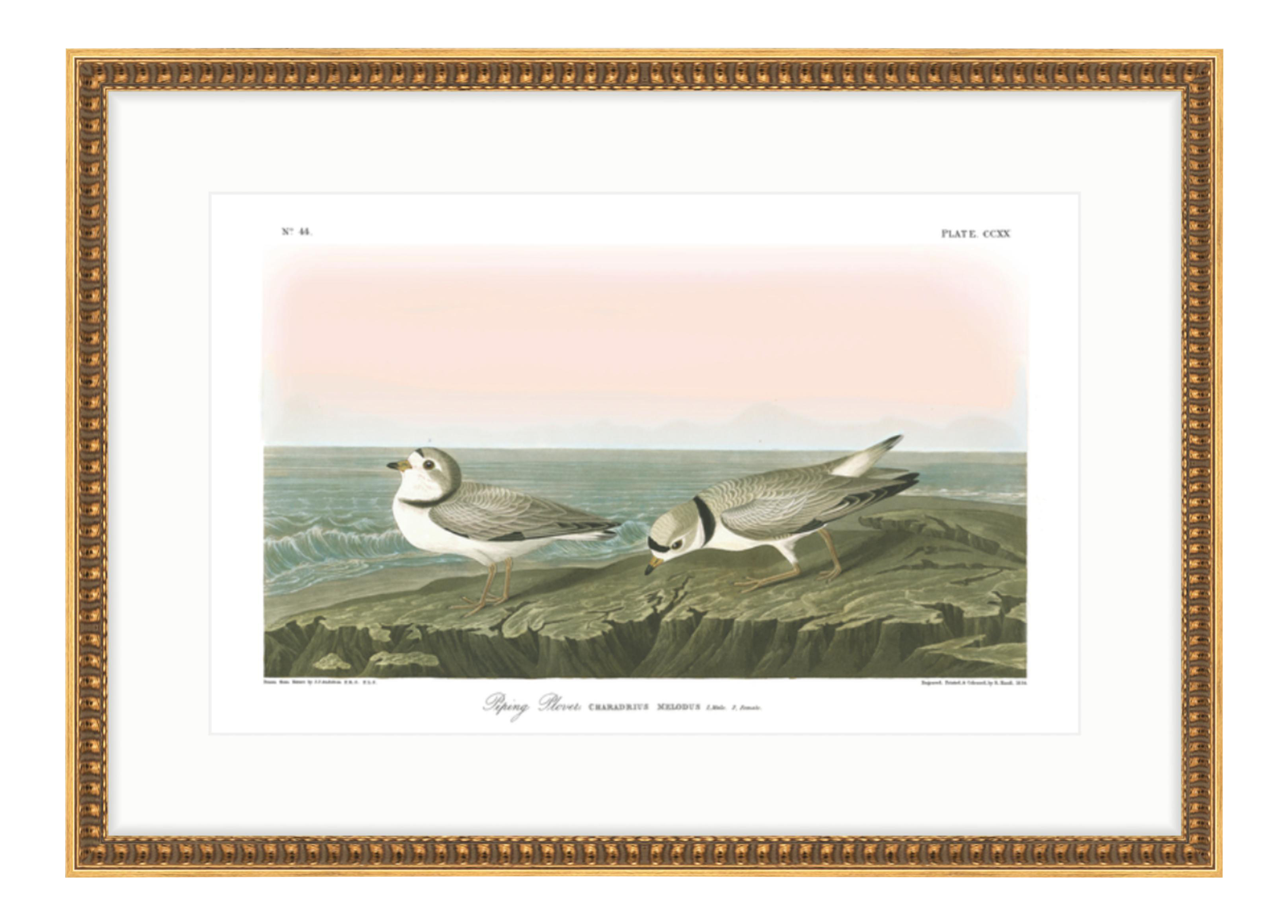 Soicher Marin Piping Plover Audubon "Birds of America" Gold Framed