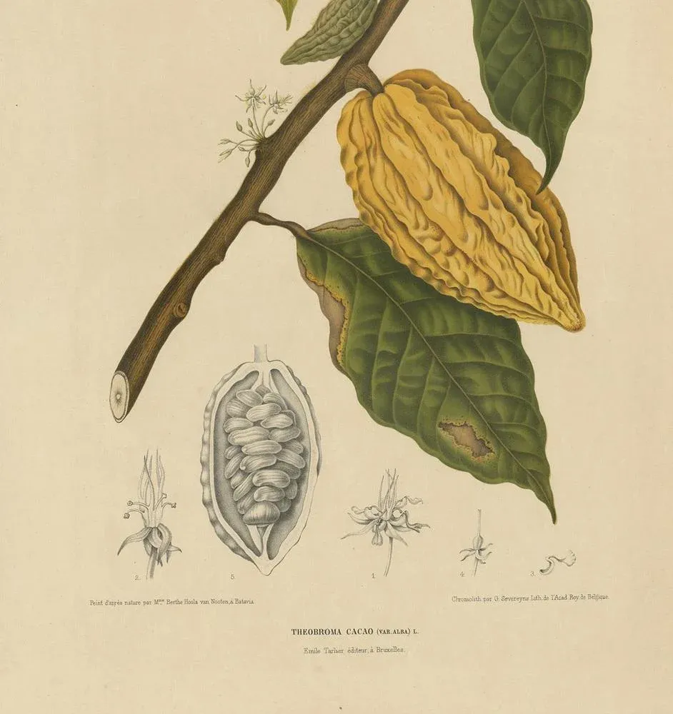 Berthe Hoola van Nooten, White Cacao Tree, 1875, Paper | Chairish