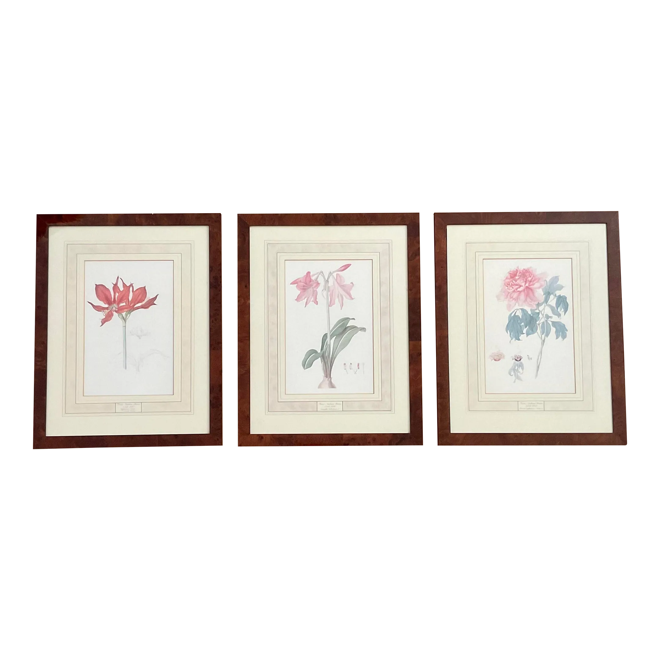 1970s Franz Bauer Botanical Illustrations Set of 3 Chairish