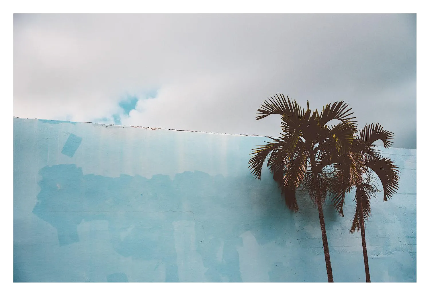 Palm Trees Against Blue Miami Beach Photo Pigment Print Chairish
