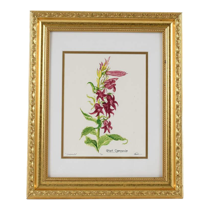 Framed S. Kent Watercolor Campanula Flower Limited Edition 4/50