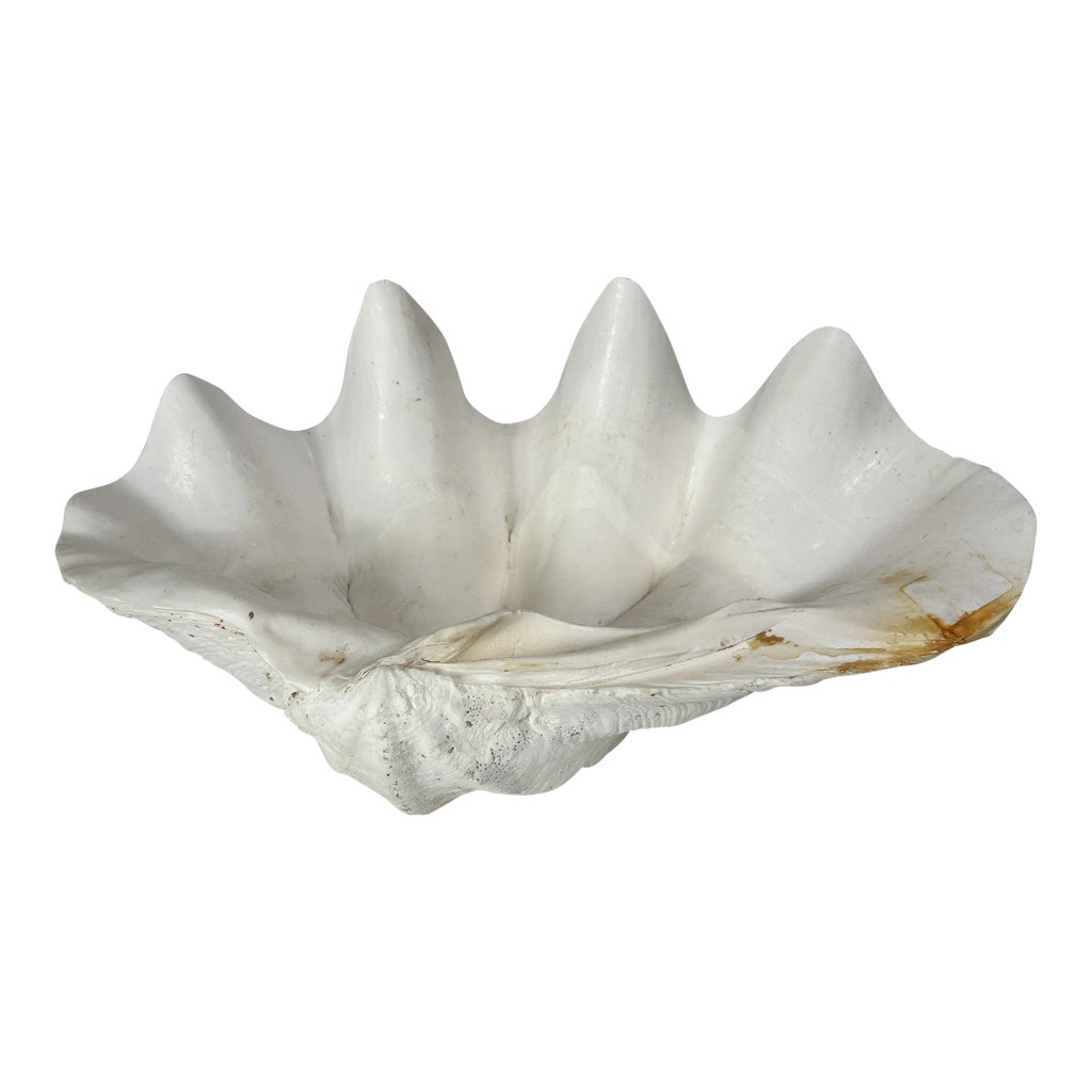 1950s Decorative Giga Shell Bowl Centerpiece | Chairish