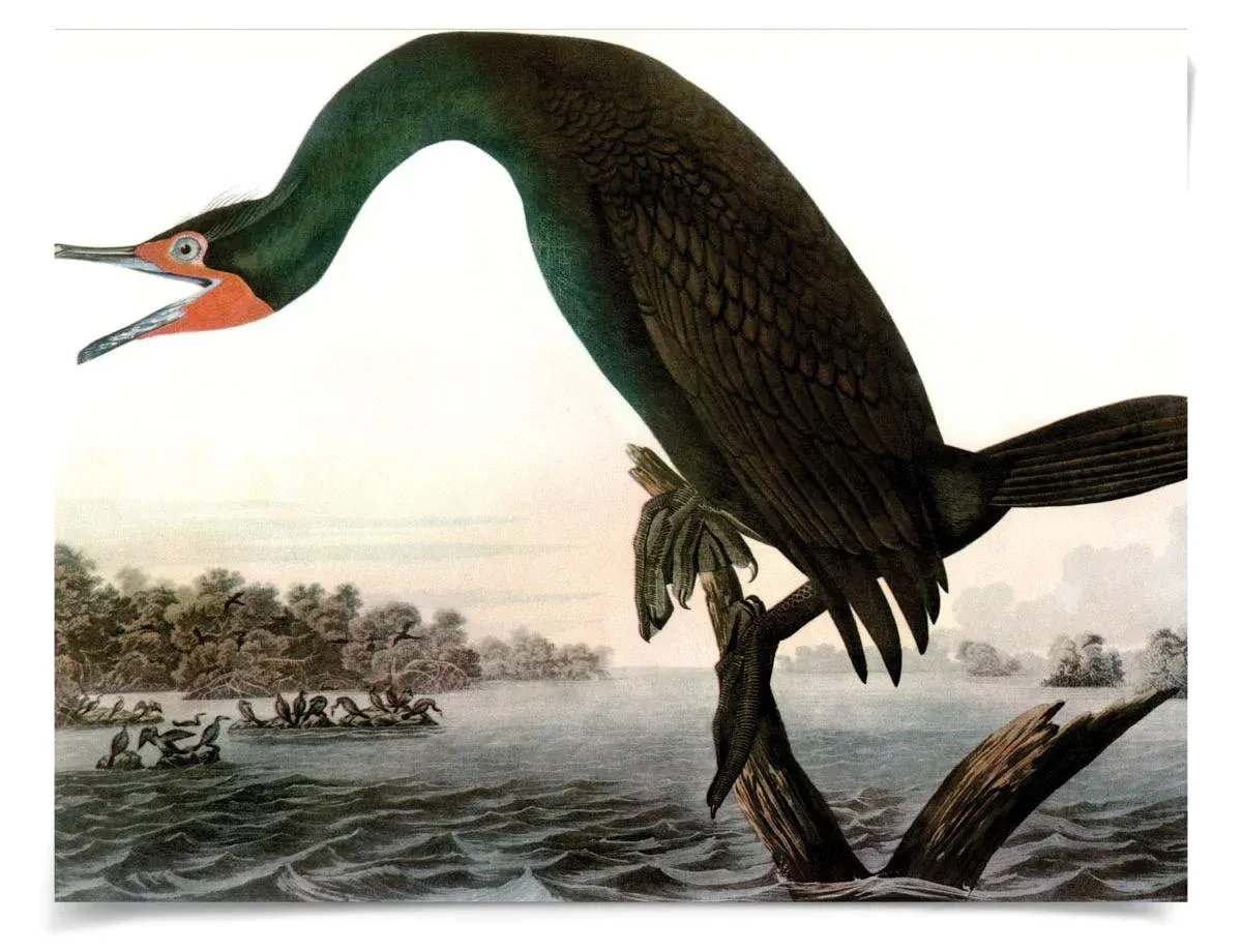 Audubon 16, Unframed Artwork