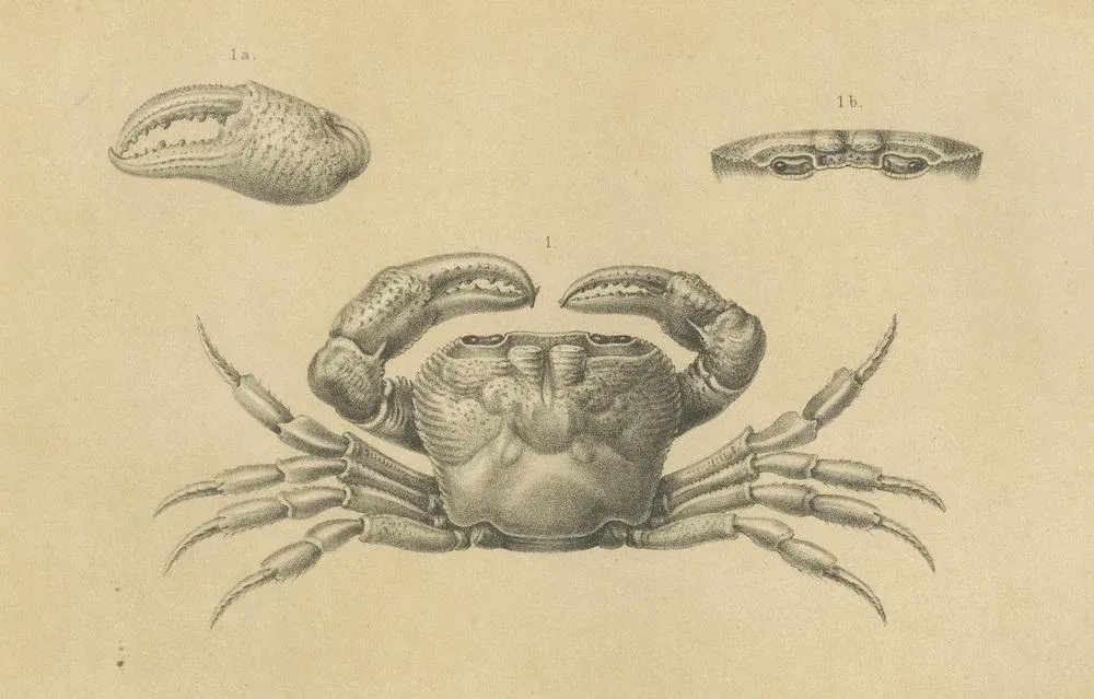 Lacrauds Freshwater Crab, Sumatra, 1887, PaperPink and Cream French Aubusson Pillow