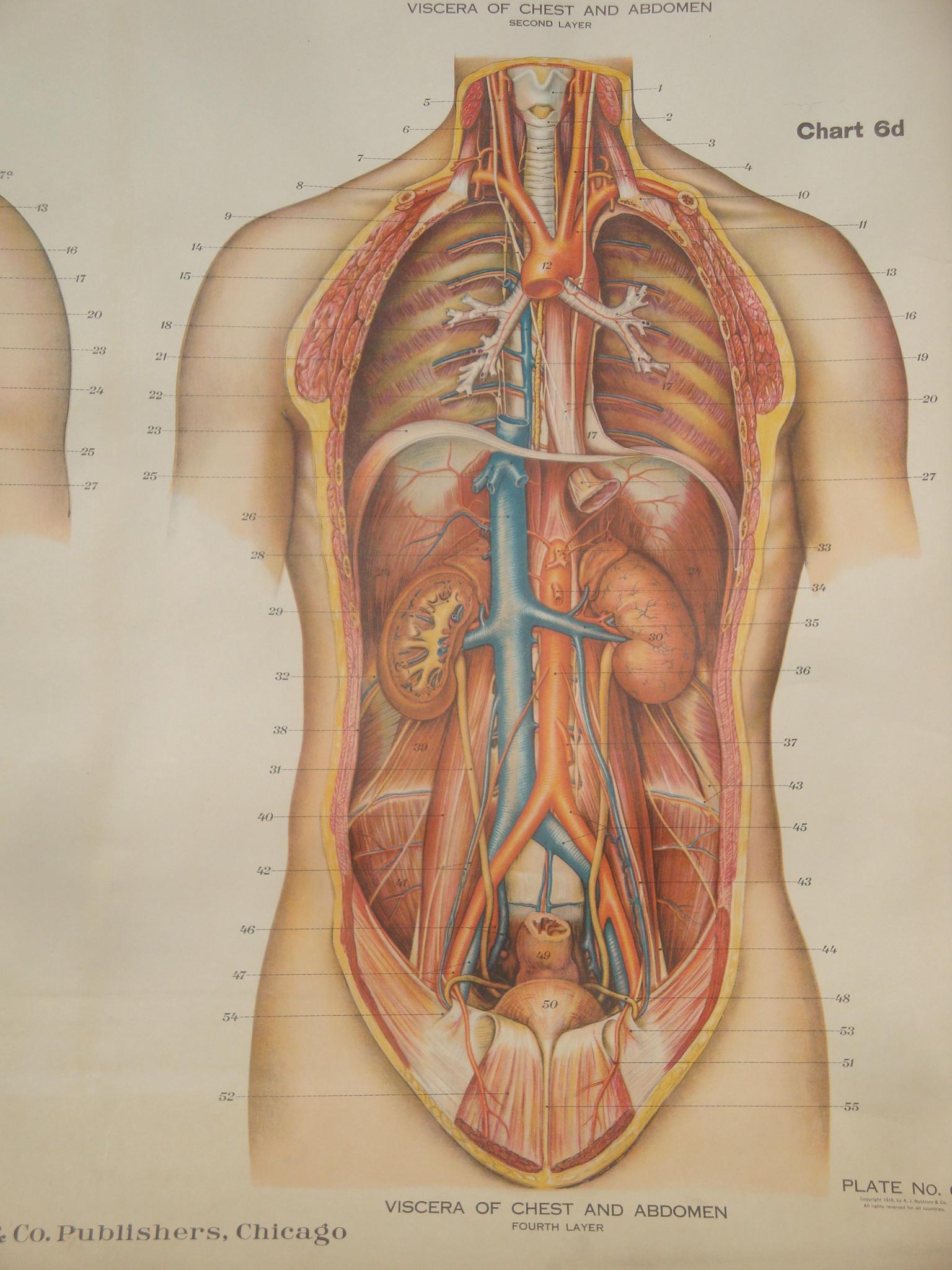 Authentic Vintage Anatomy Chart, Vintage Educational Chart, Human