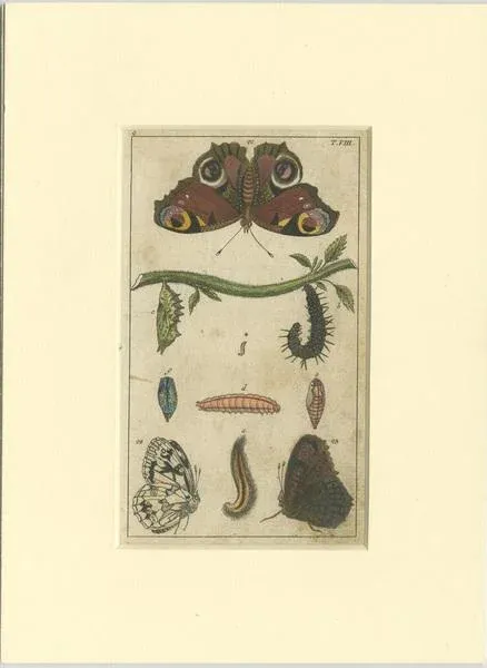 Gottlieb Tobias Wilhelm, Butterfly, Caterpillars and Pupae, Paper, Set of 4