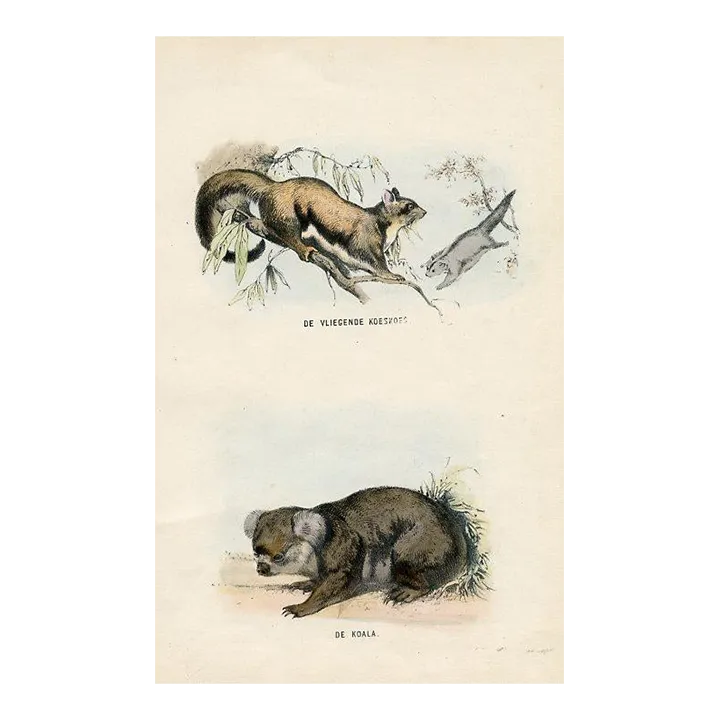 1864, Squirrel and Koala Print, Original Hand-Colored Mammal Lithograph