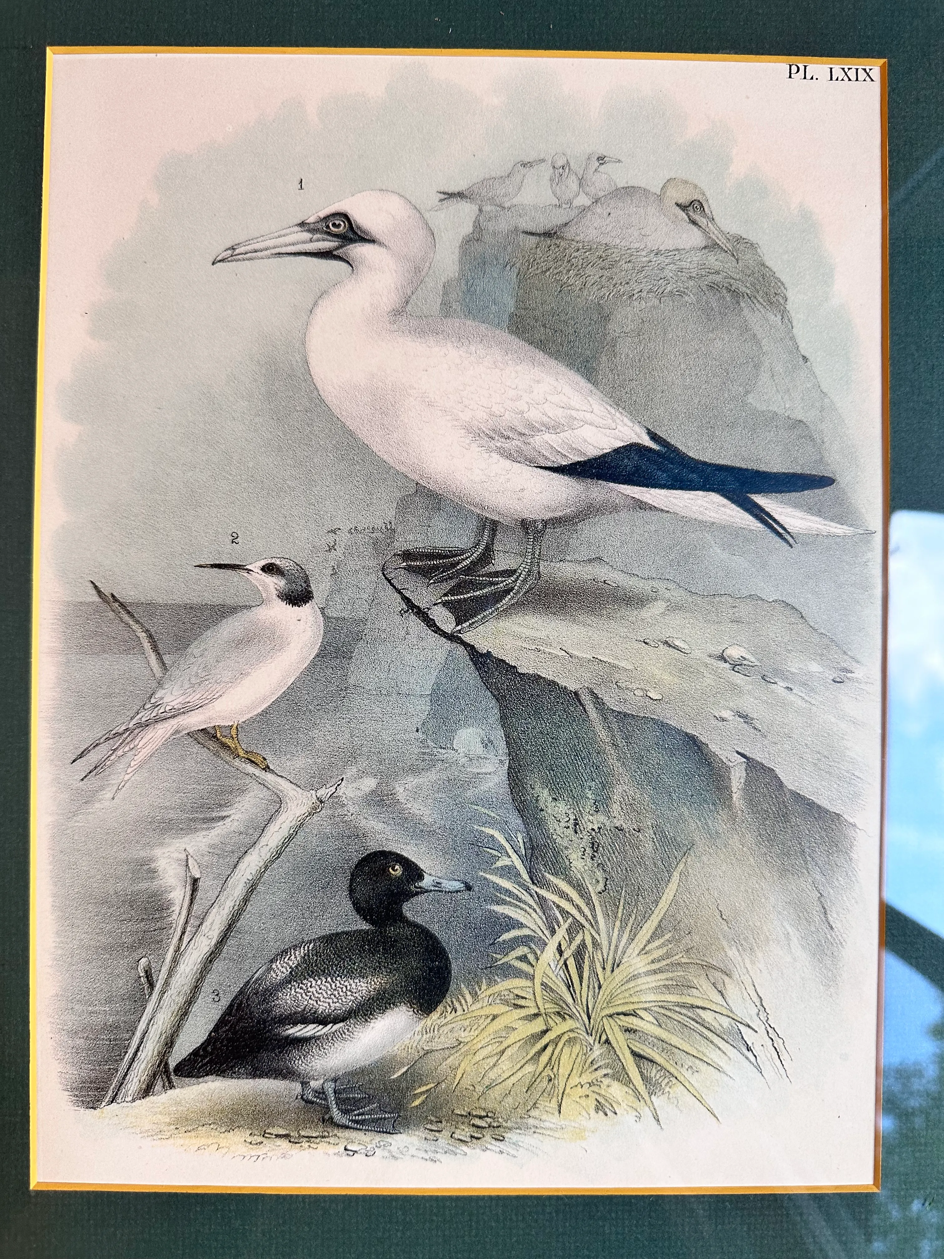 After Studer's Popular Ornithology: The Birds of North