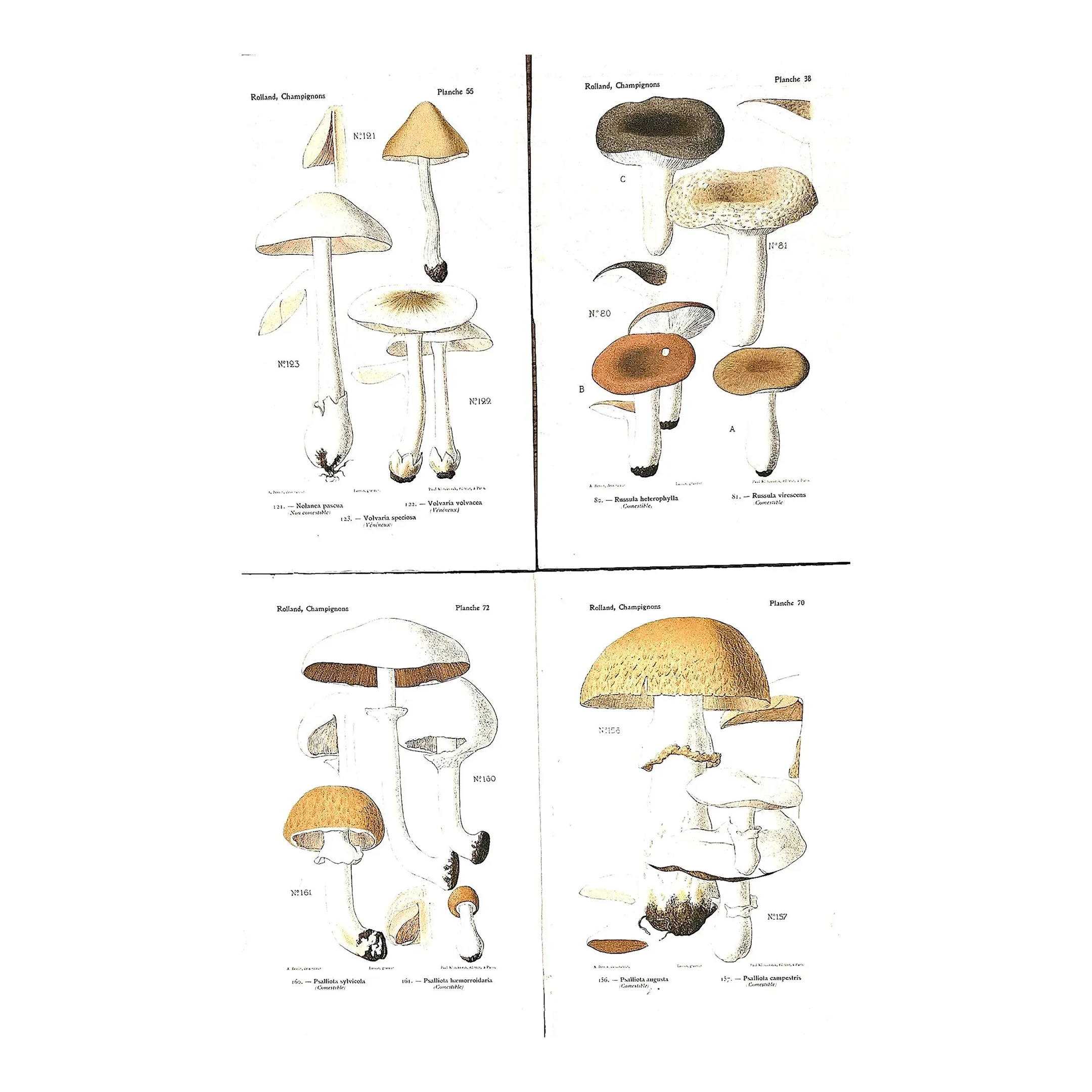 1910 Set of 4-French Antique Mushroom Chromolithographs