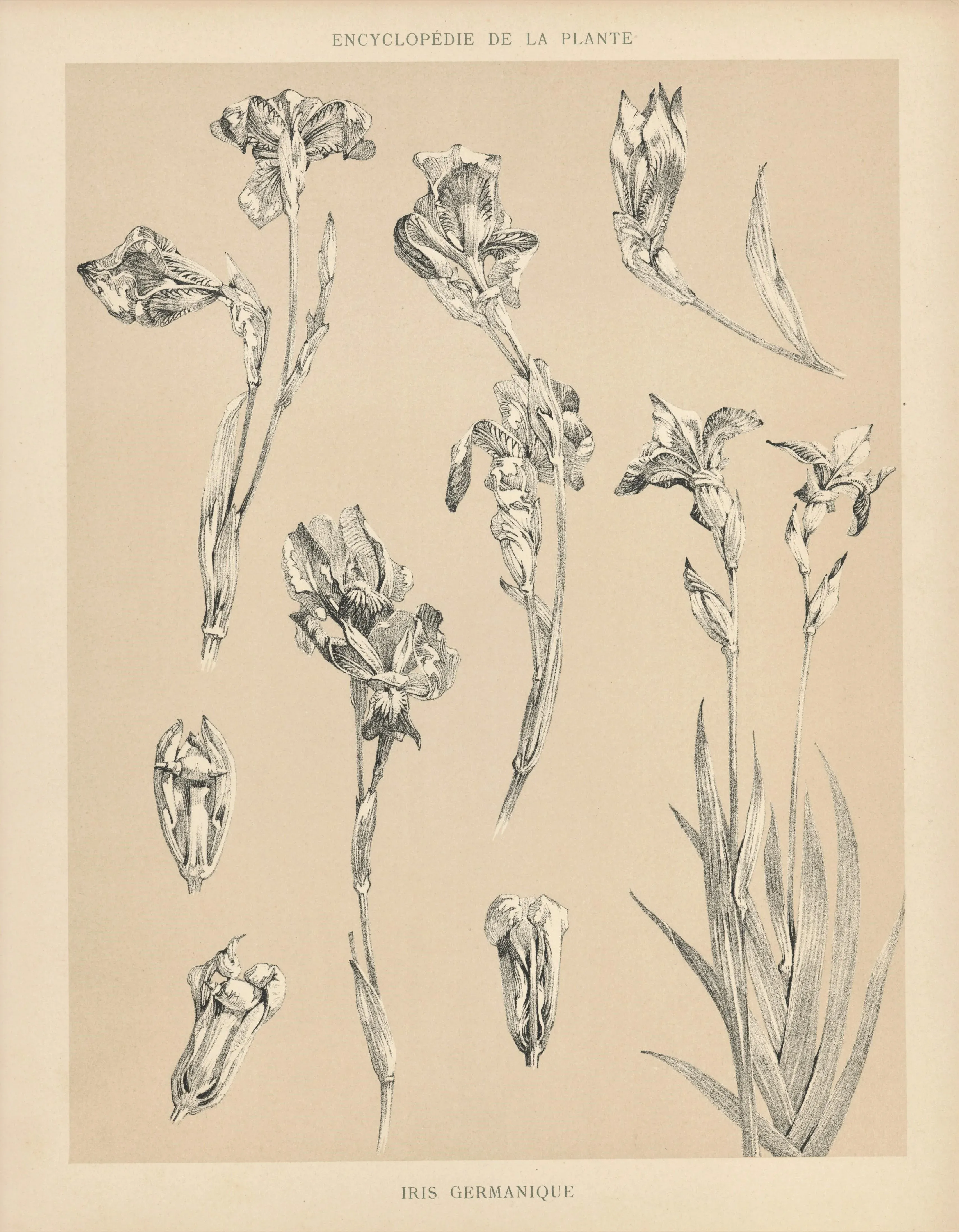 1904 French Antique Botanical Lithograph- Bearded Iris | Chairish
