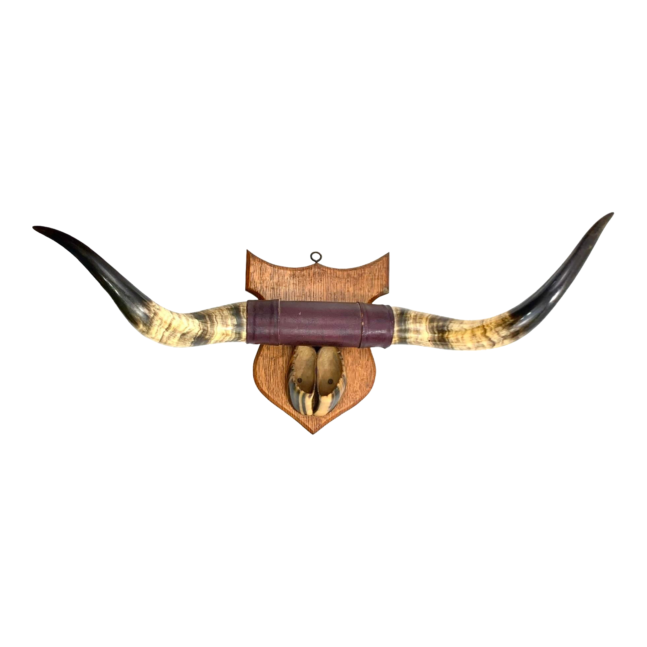 Vintage Real Long Bull Horn & Hoofs Wall Mount Chairish