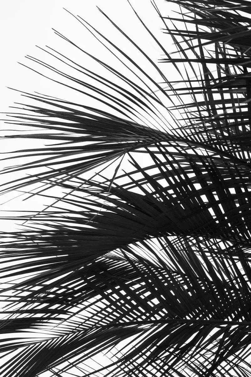 Palm Tree Art Print, Large Minimalist Tropical Wall Art, Black and