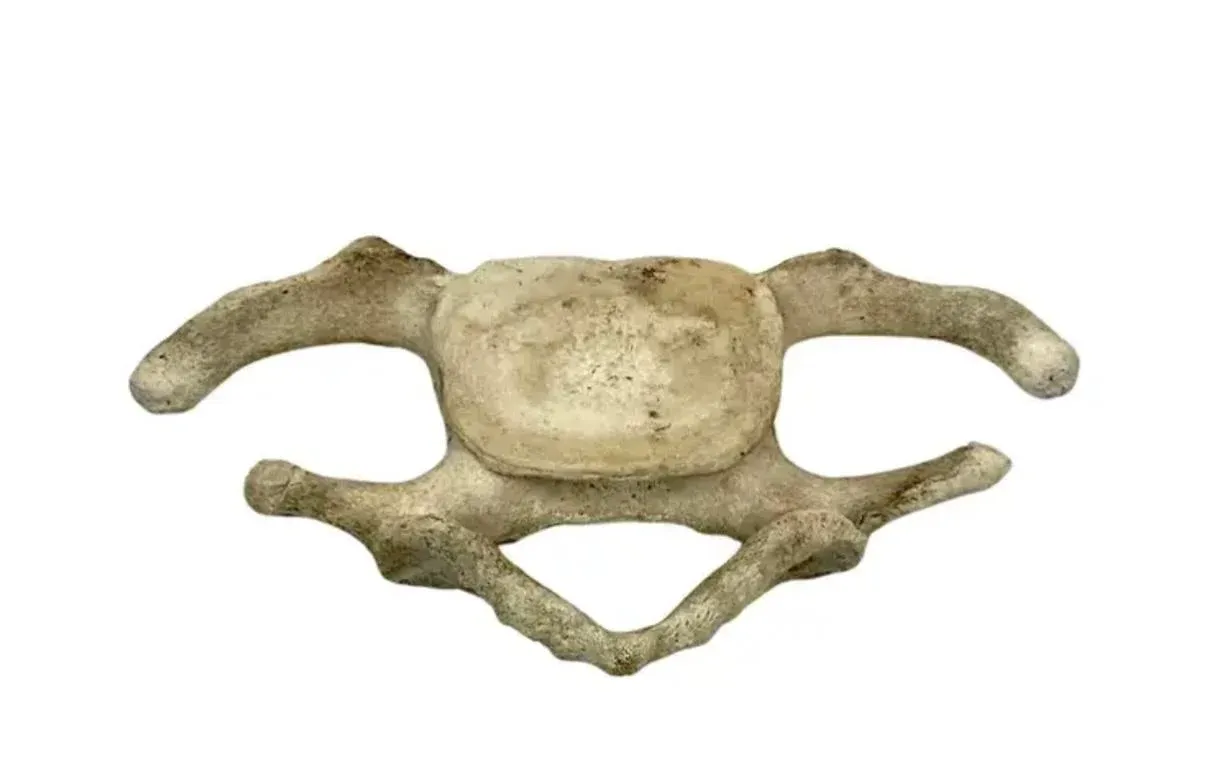 Antique Whale Vertebrae | Chairish