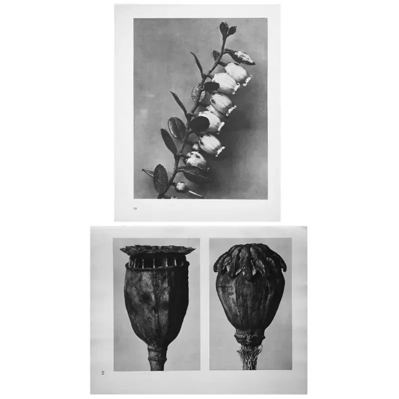 アート・デザイン・音楽 90s Karl Blossfeldt art book アート・デザイン・音楽 KARL BLOSSFELDT WORKING COLLAGES Karl