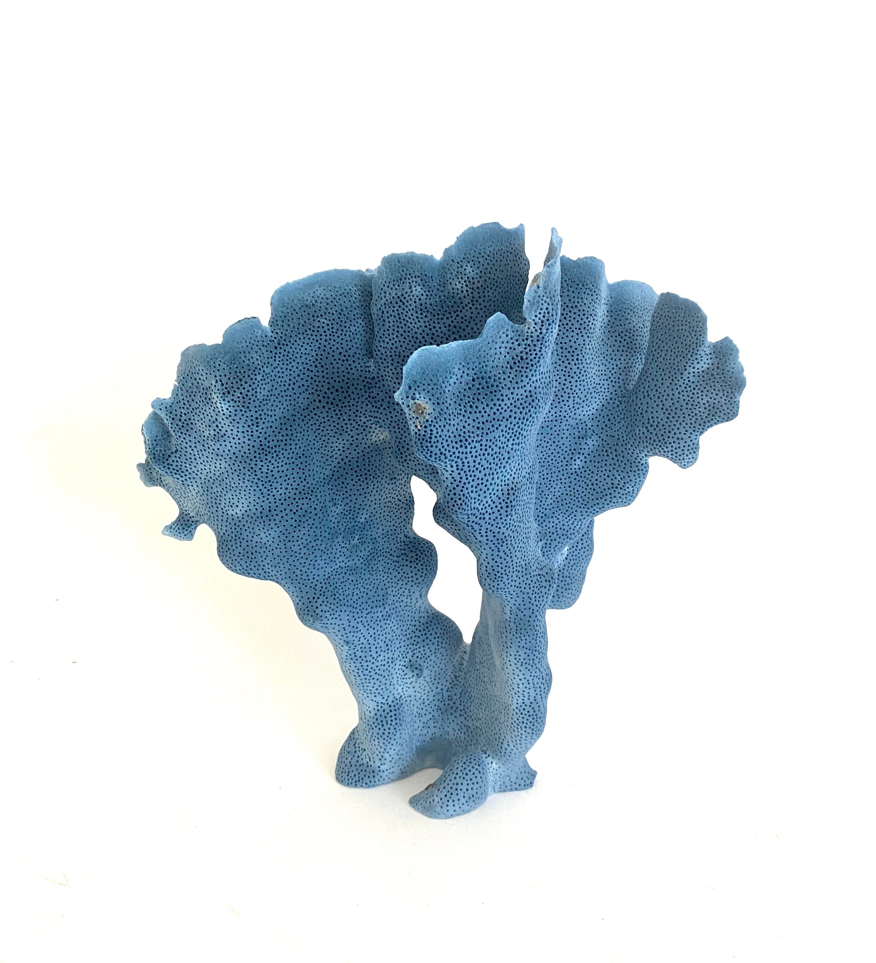 Miakasa blanket coral deals