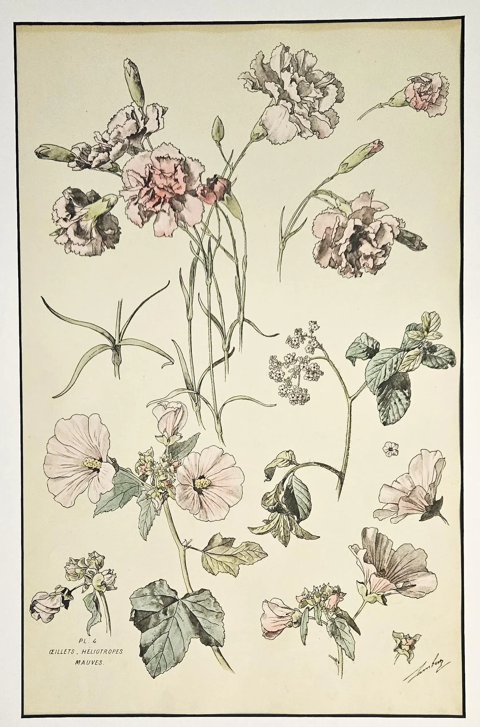 ◆フランスアンティーク｜激レア直筆サイン古書植物草花挿絵19s金彩エンボスハード Large 1880s French Antique Botanical Chromolithograph-Carnations-H