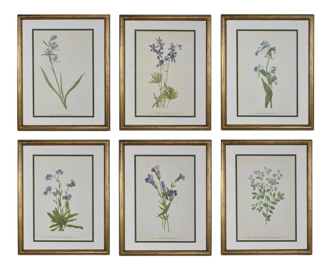 Mid 20th Century Botanical Prints, Framed - Set of 6 | Chairish