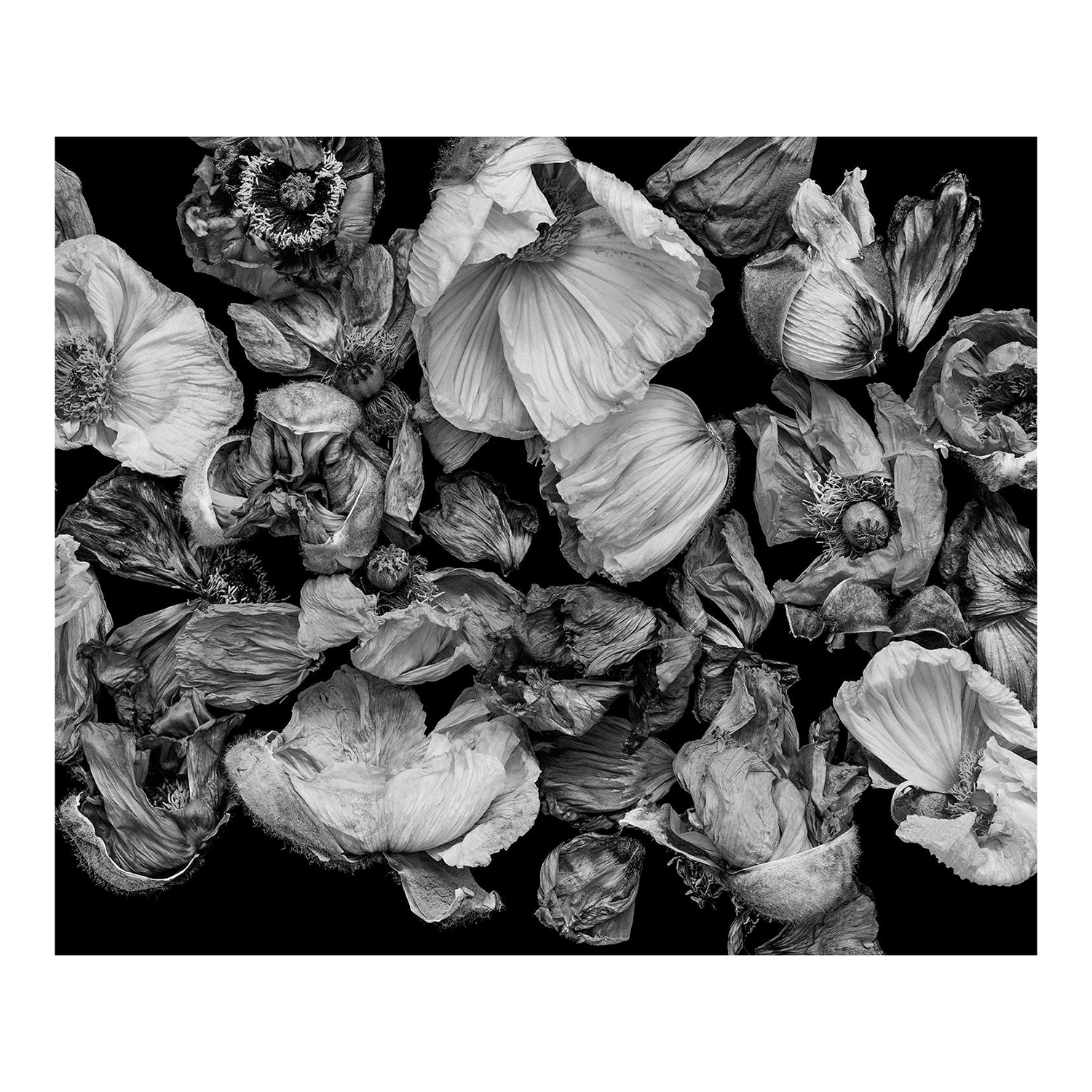 "Black and White Peony Leaves Ii" ContemContemporary Botanical