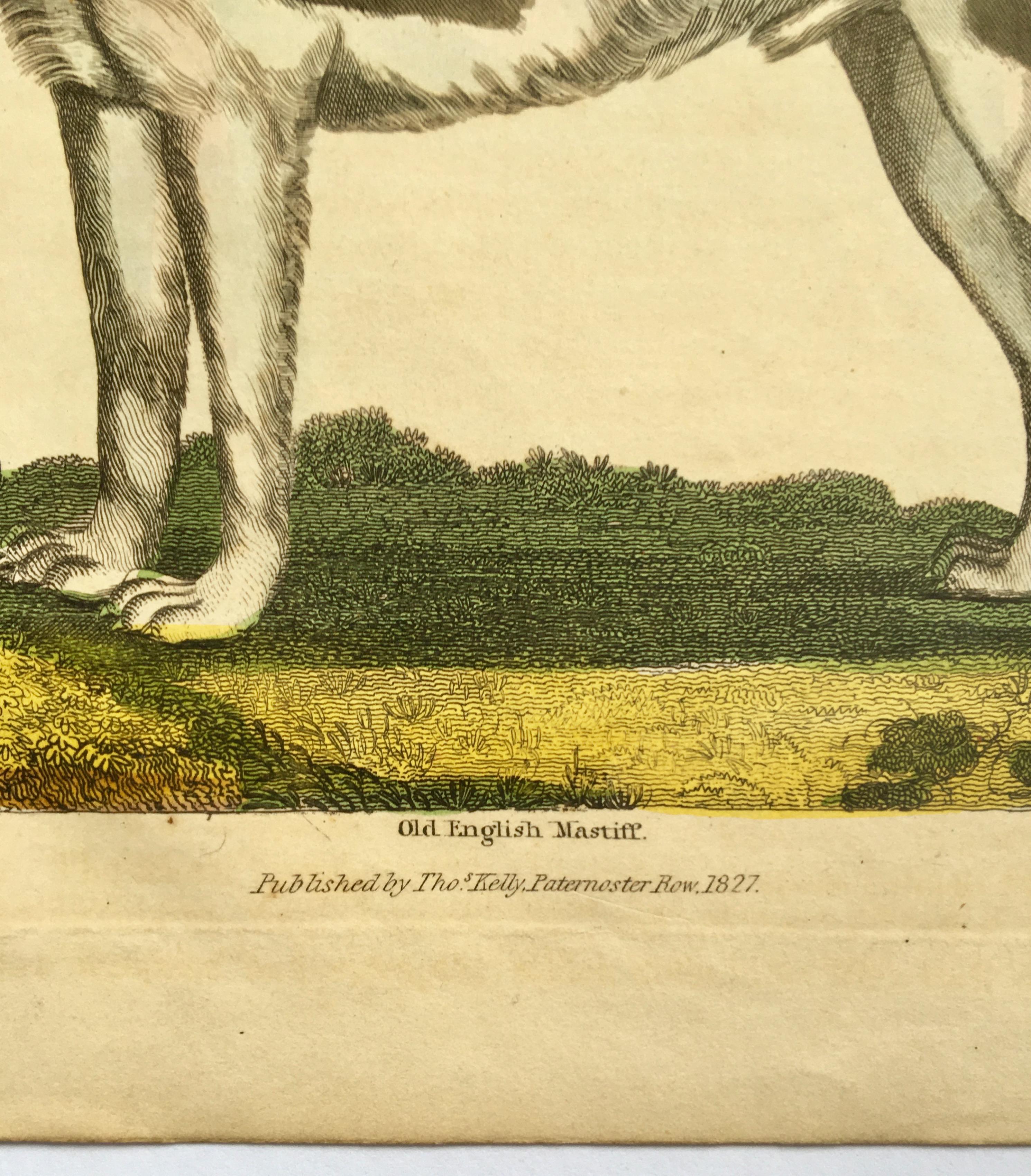 1827 English Naive Hand-Colored Antique Etching of Dogs 1827 English Naive Hand-Colored Antique Etching of Dogs