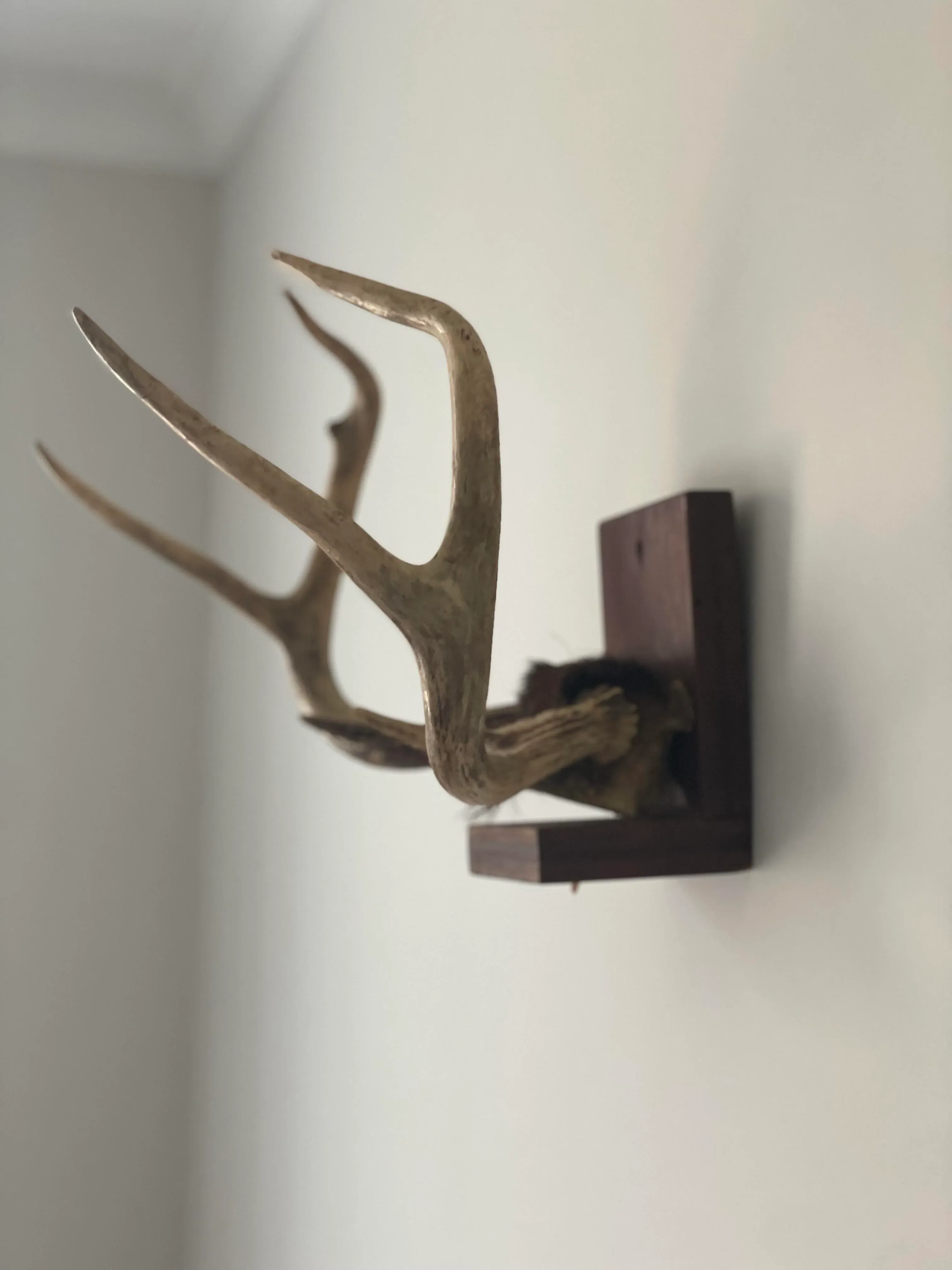 Mid 20th Century Antlers on Wood Bracket 6 Point