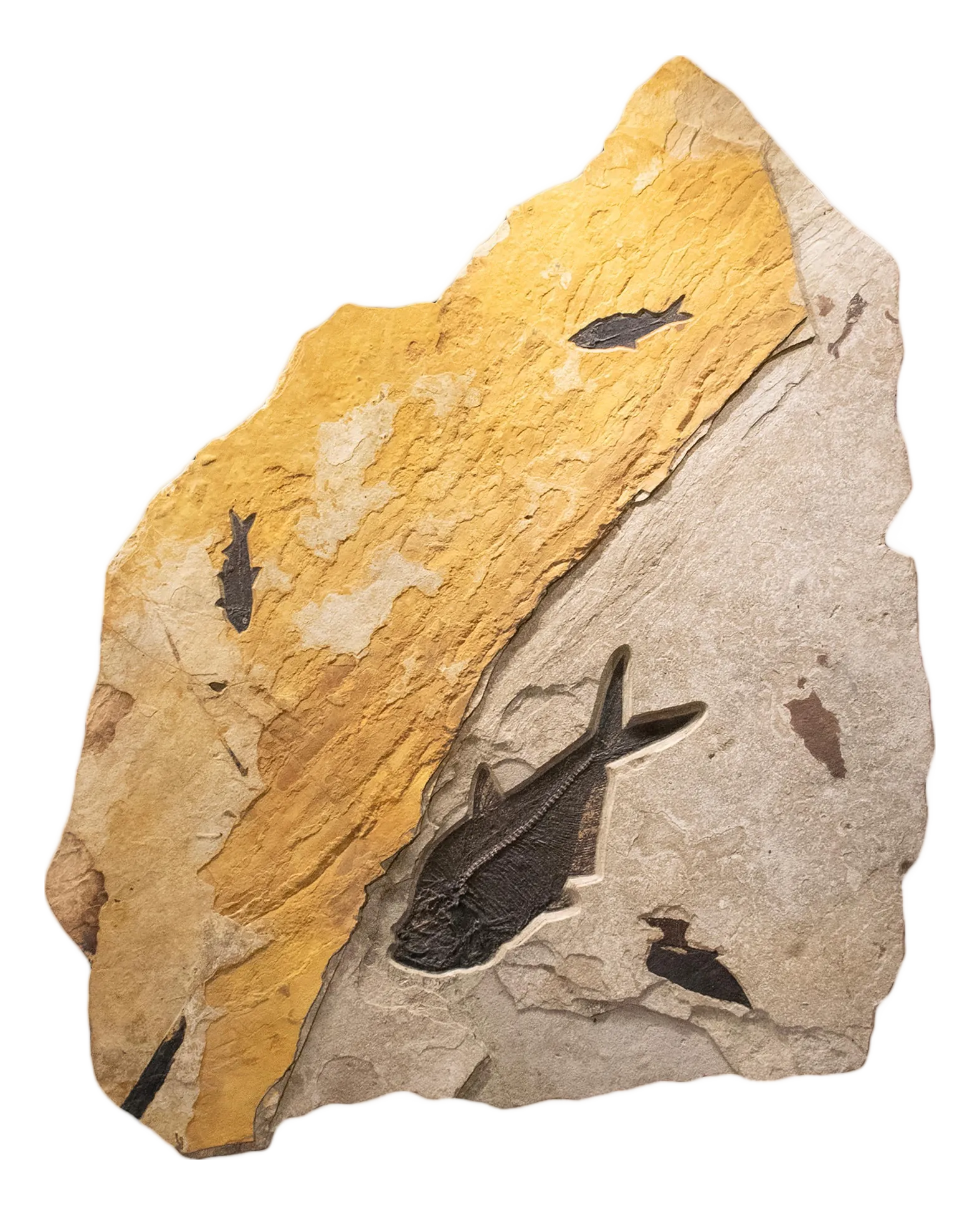 Fossil Fish Mural 7723cm