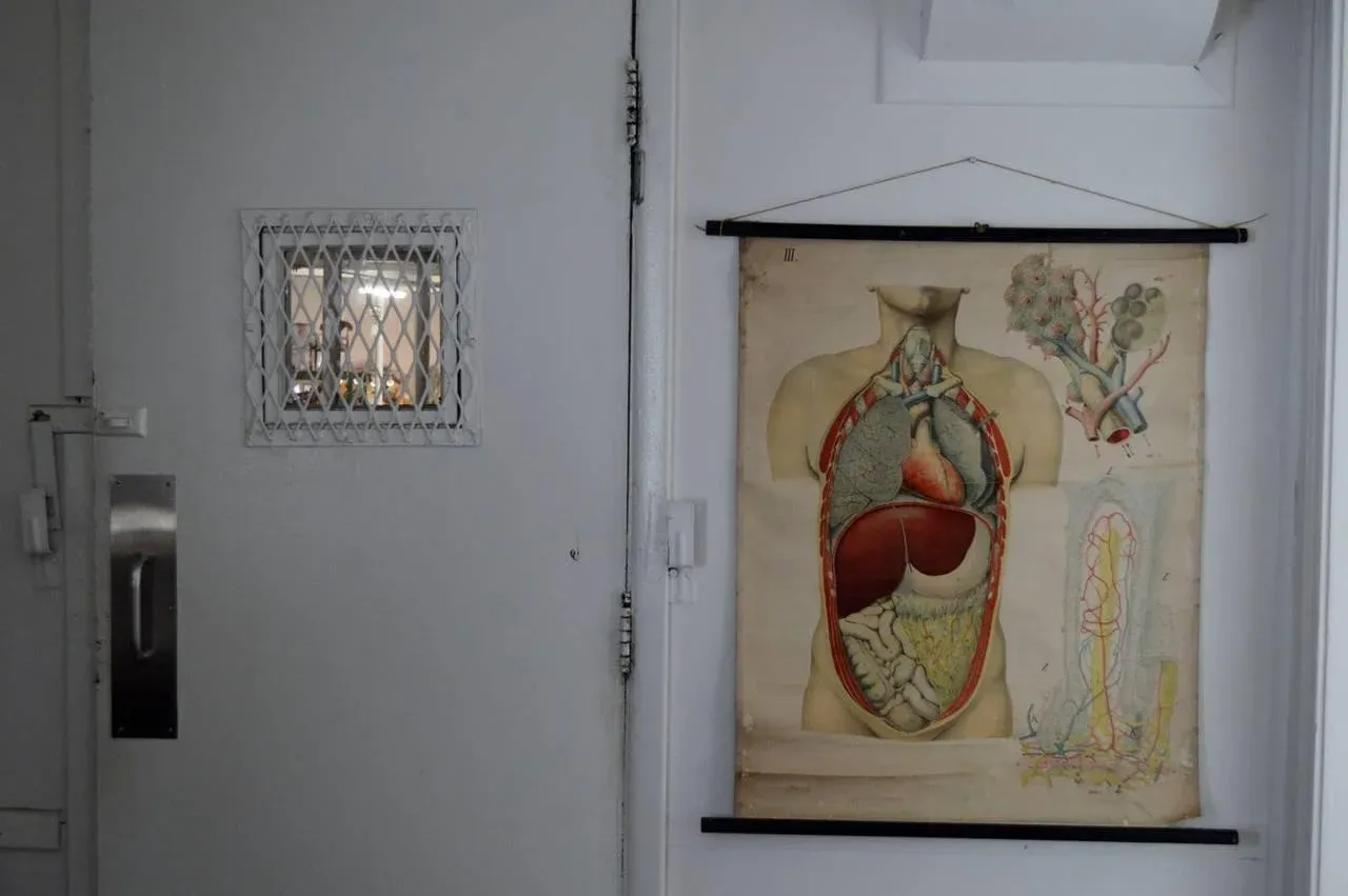 Vintage Swedish E. Hoelemann Antique Anatomical Chart