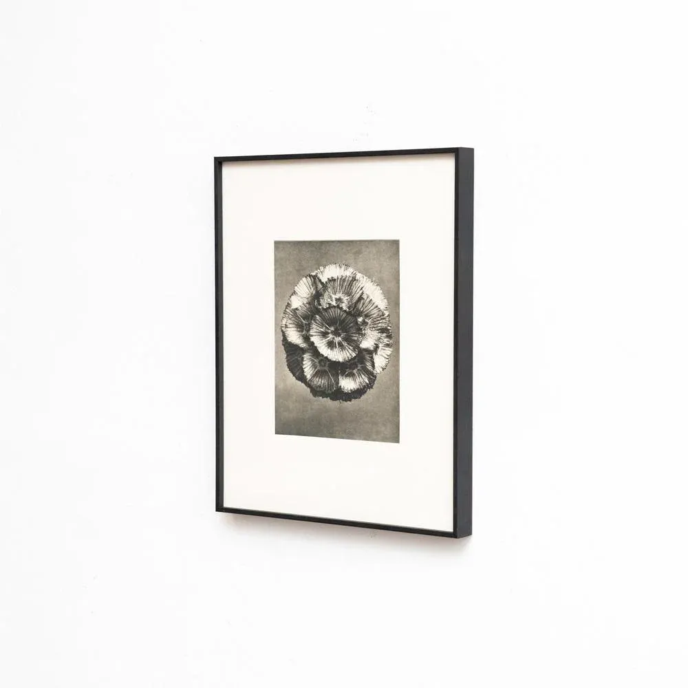 Karl Blossfeldt, Natural Grace, 1942, Photogravure, Framed